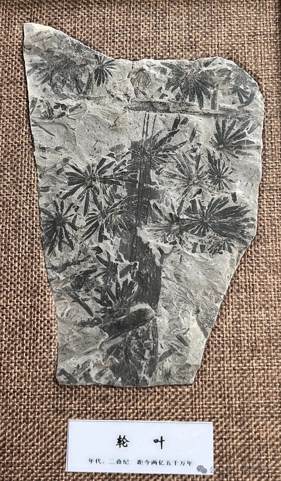 币种交易规则_各大币种在未来交易中的应用潜力：市场前景的深入探讨_热门币种投资策略